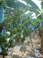 Cavendish bananas