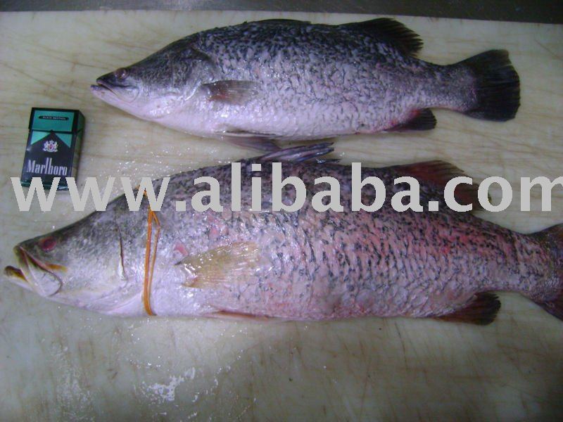 Barramundi
