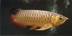 super red ,chilli red ,xback and golden asian  arowanas available