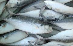 pacific mackerel