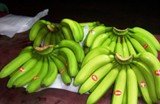  Philippine s  Cavendish   Banana 
