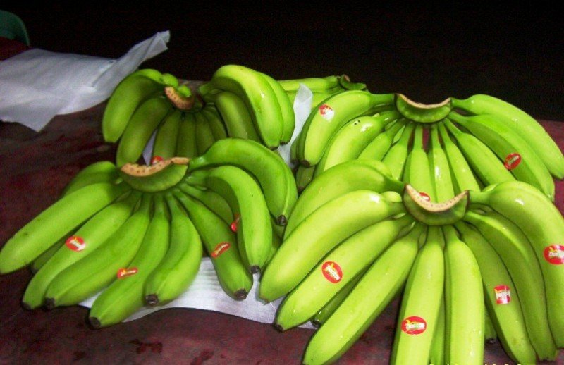 Cavendish Banana