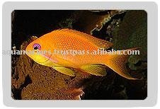  Red   Coral  Perch (Female)  Fish