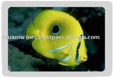 Treadrop  White  Striped Butterfly fish