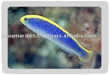 Sunrise Dotty Back (  Red   Sea  )  fish 