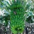  Banana / Fresh   Banana 
