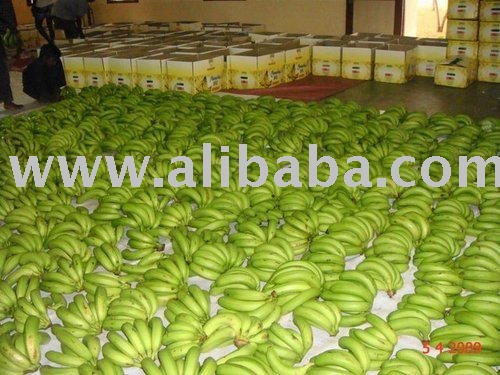 fresh bananas