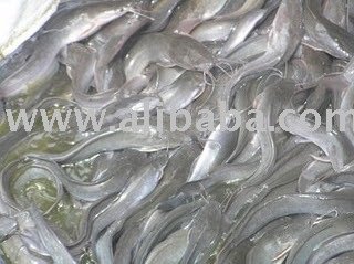 Benih Ikan Keli Murah2!!,Malaysia price supplier - 21food