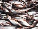 PANGASIUS
