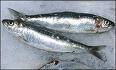 HERRING FISH