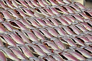 dried ginto ginto fish