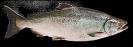 salmon fish