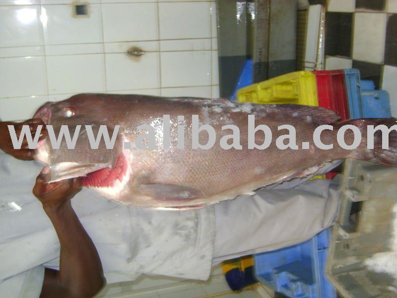 white grouper,thiof