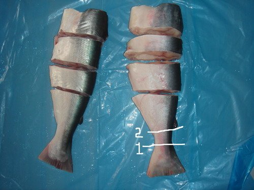 pangasius Steaks