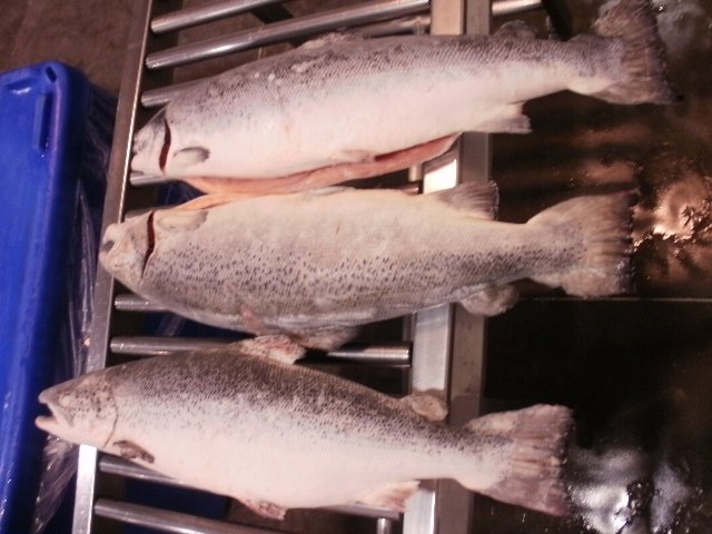 Salmon del atlantico entero