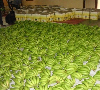 Green Cavendish Bananas for Sale