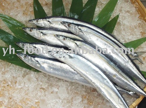 high quality frozen pacific saury