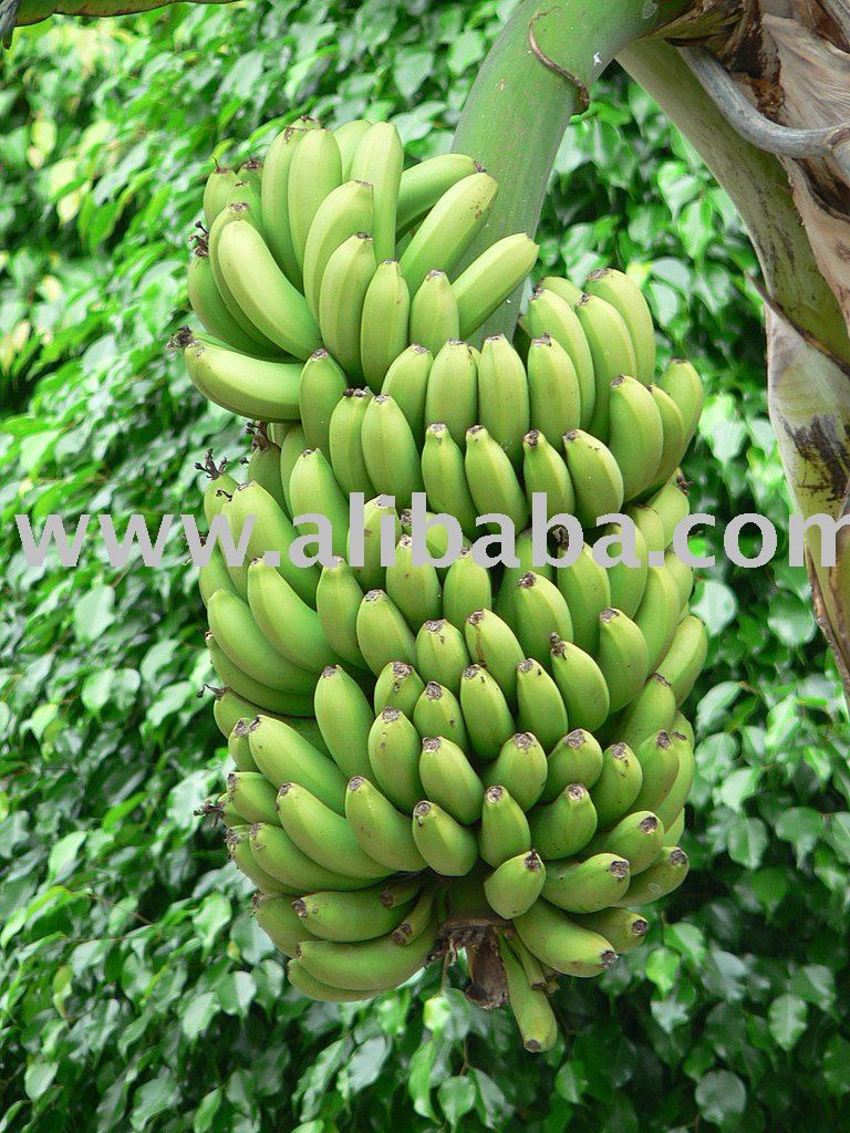 Indian Banana products,India Indian Banana supplier