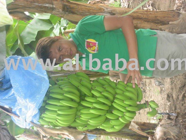 PHILIPPINE  BANANA 