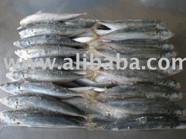 FROZEN ROUND SCAD WHOLE ROUND