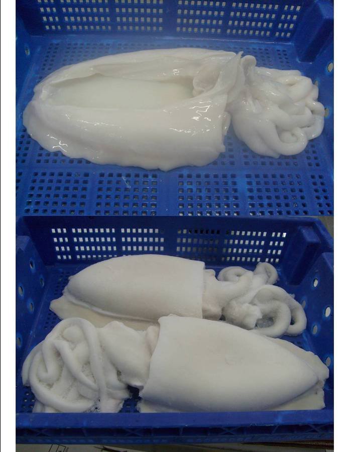 Cuttle Fish