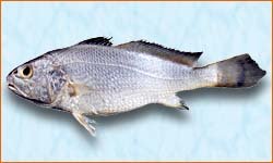 Silver Croaker Fish