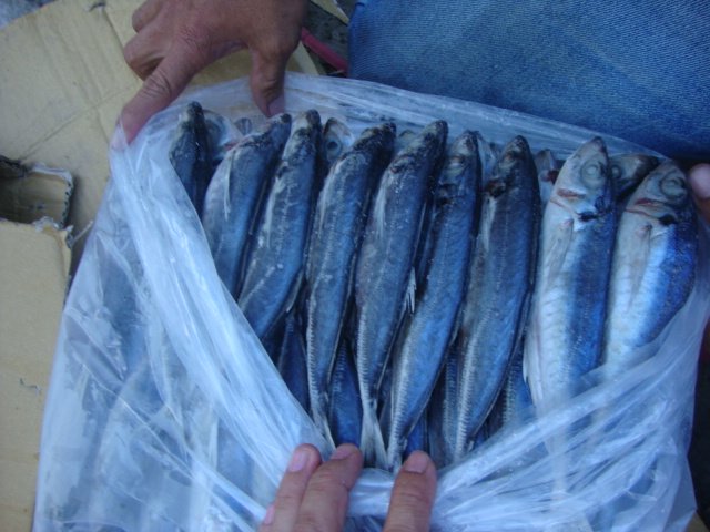 HORSE MACKEREL - ROUND SCAD