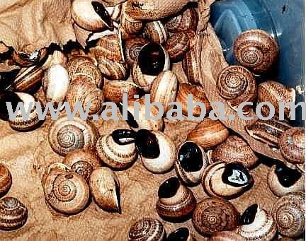 Frozen meat of White Jade Snail