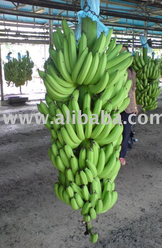 Fresh Cavendish Banana