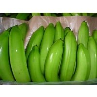 Grade A Cavendish Bananas
