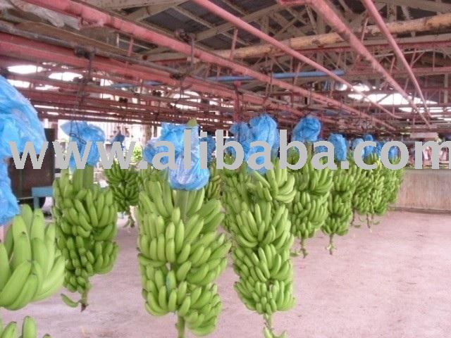 fresh bananas for sale