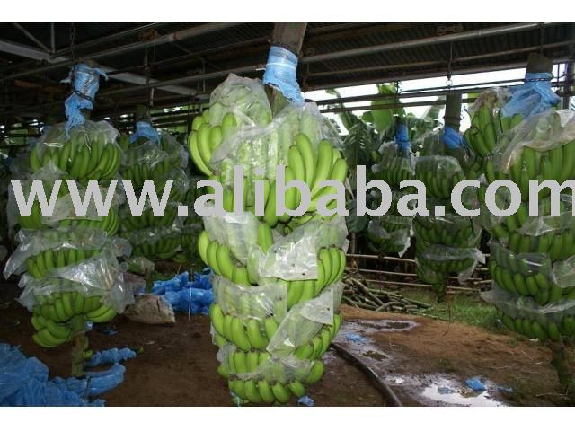 Cavendish Banana for export