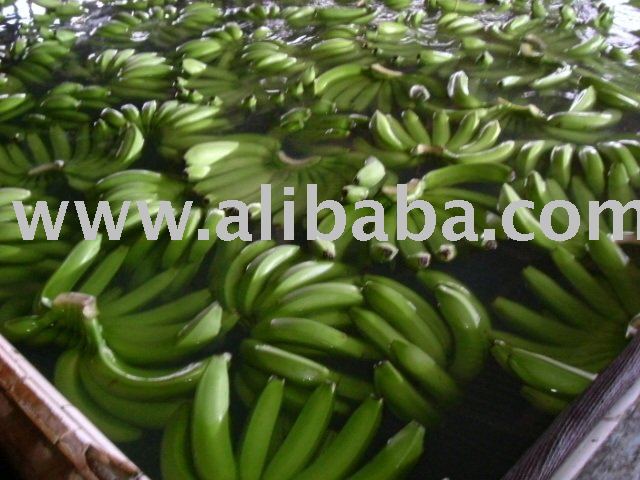  Philippine s Fresh Green Cavendish  Banana 