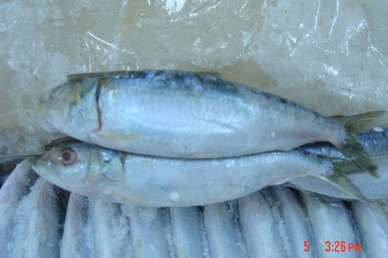 Sardines (Sardinella Longiceps) WR