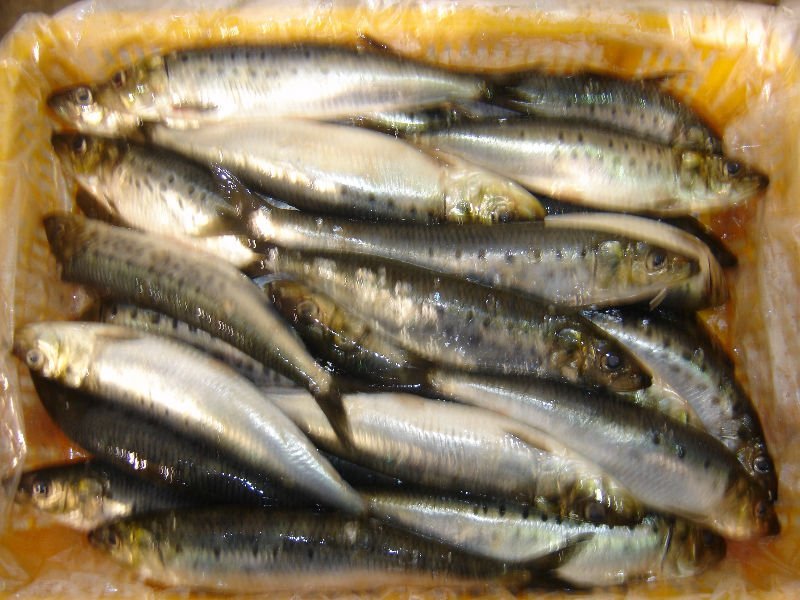 Sardines / Sardinops Sagax