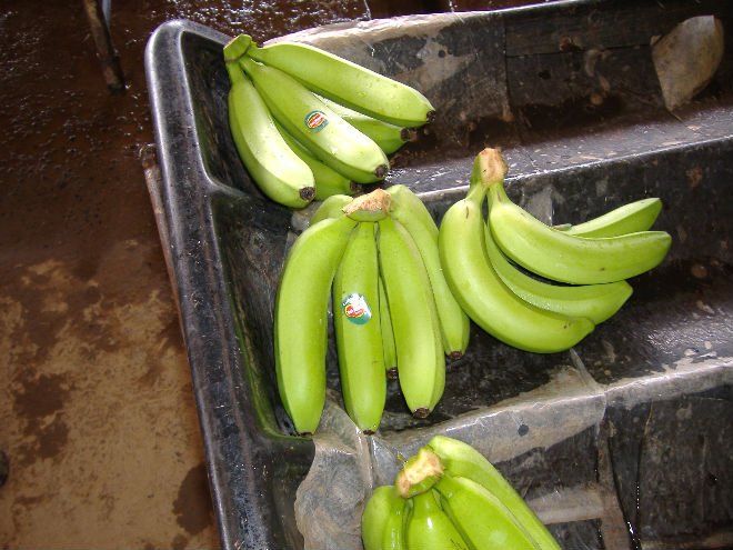 Our fresh bananas ready for transformation and fast consumption