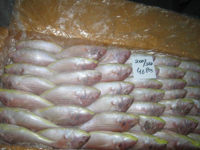 ALL KIND OF FROZEN SEAFOOD FROM PAKISTAN