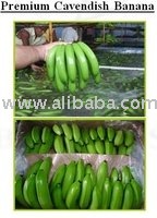GREEN  CAVENDISH BANANAS