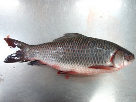 ROHU FROZEN FISH