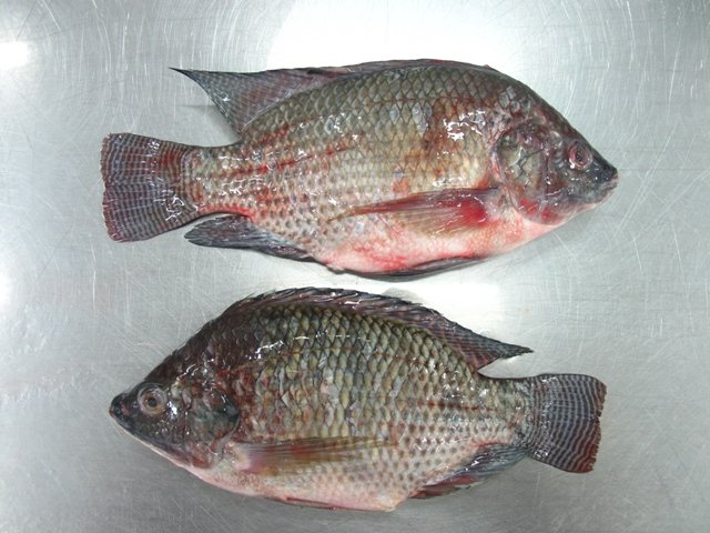  TILAPIA   FROZEN   FISH 