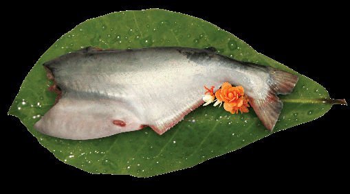 Pangasius Hypophthalmus headless