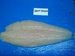 frozen Pangasius