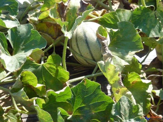 CAVENDISH MELON FOR SALE