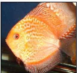 Golden Snakeskin Discus Fish
