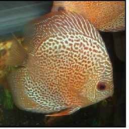  Leopard  Snakeskin Discus Fish
