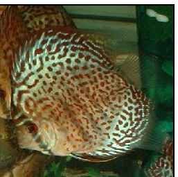 Green Leopard Discus Fish