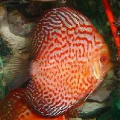 Leopard Pigeonblood Discus Fish