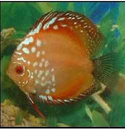 Red Pigeonblood  Discus  Fish
