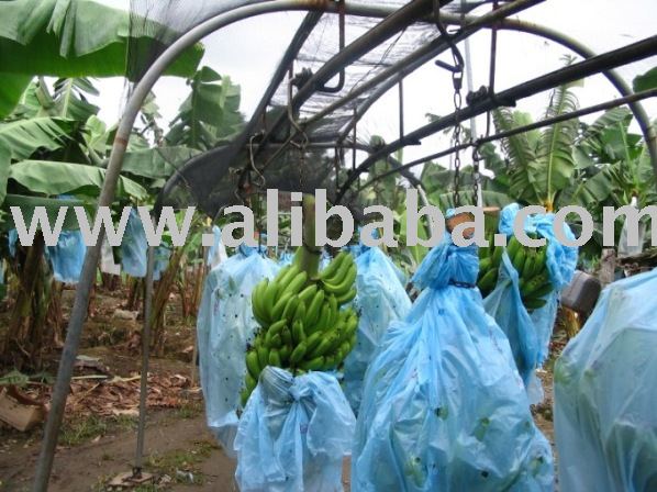 Banana (Green ,Fresh, Cavendish )