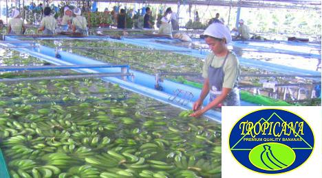 Fresh Bananas, Class A Cavendish